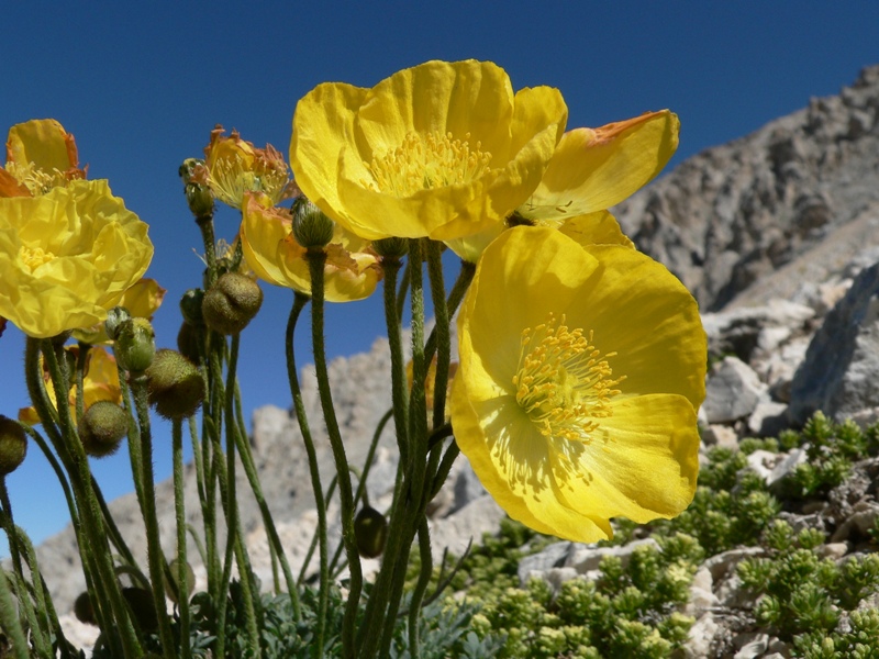 Papaver alpinum s.l.